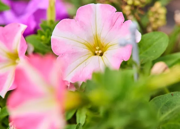 Meine Zeit * Elsbethen